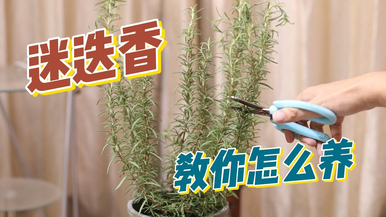 迷迭香怎么养？园艺师教你，迷迭香的详细养护技巧