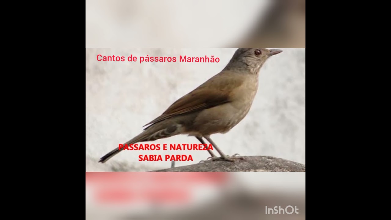 canto natural para chamar a sábia