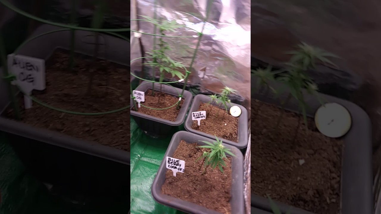 My cheap cfl veg/flower rooms..one box