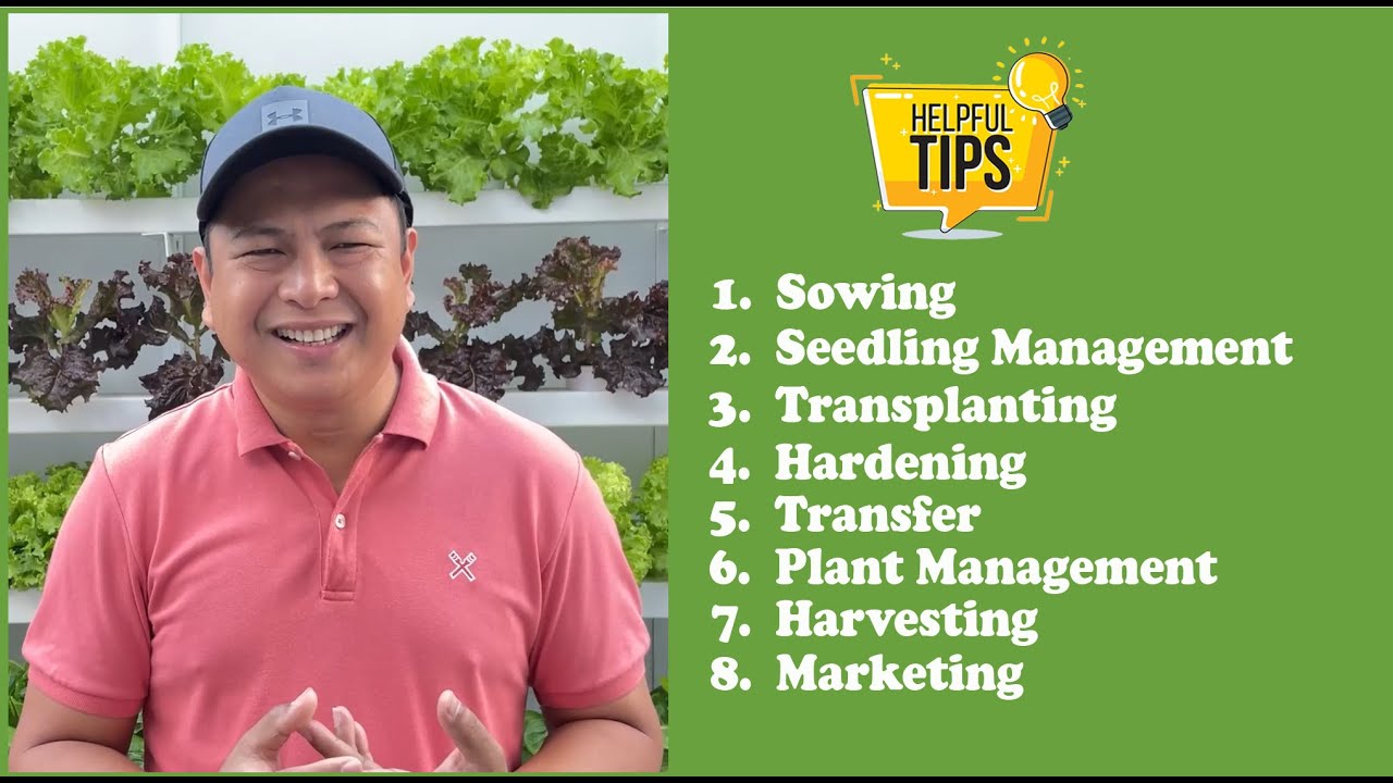 Complete Guide to Hydroponic Lettuce Farming (Kratky & NFT) with english subtitle | Nars Adriano