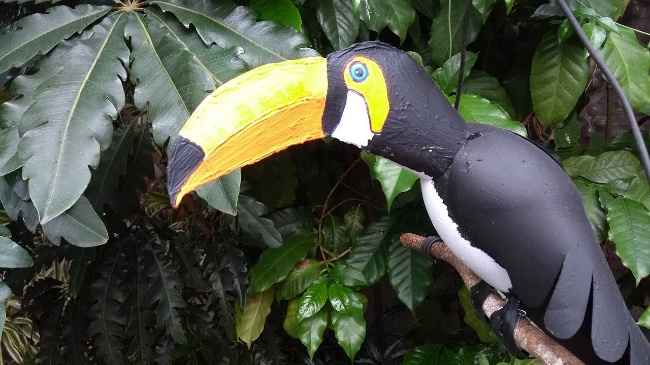TUCANO EM PET