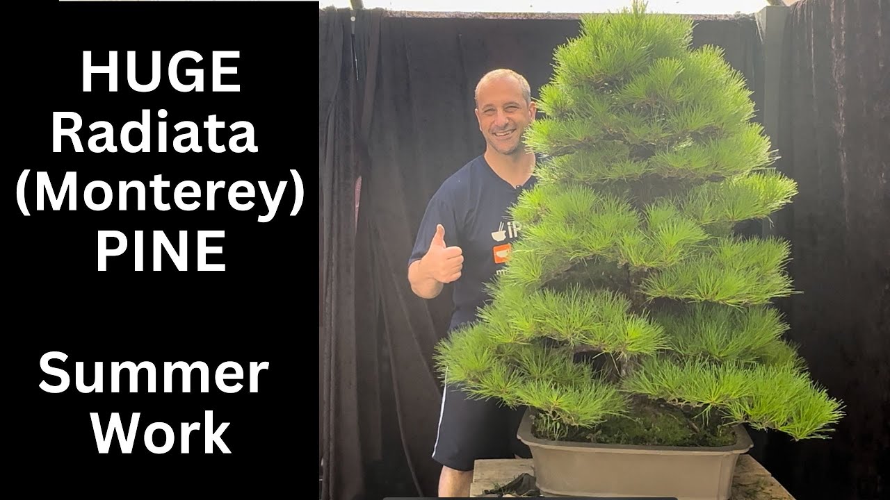 Summer bonsai work on Radiata (Monterey) Pine What to do in Summer on Pine bonsai