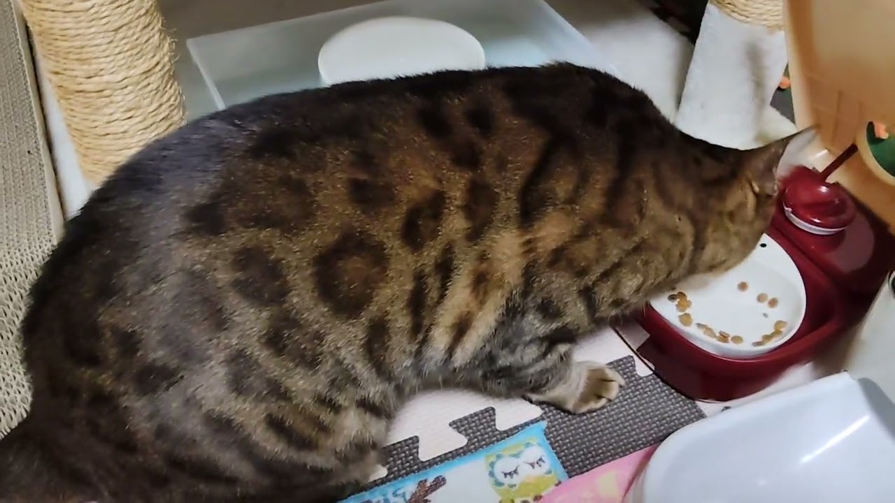 深夜食堂その2 ベンガル 6歳 男 6.3キロわんぱく😸😻