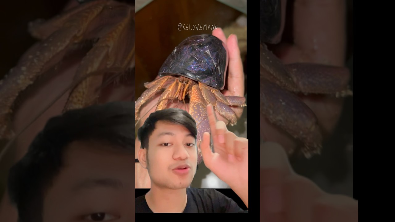 Siapa yang baru tau cara kelomang poop??💩 #kelovemang #kelomang #hermitcrab