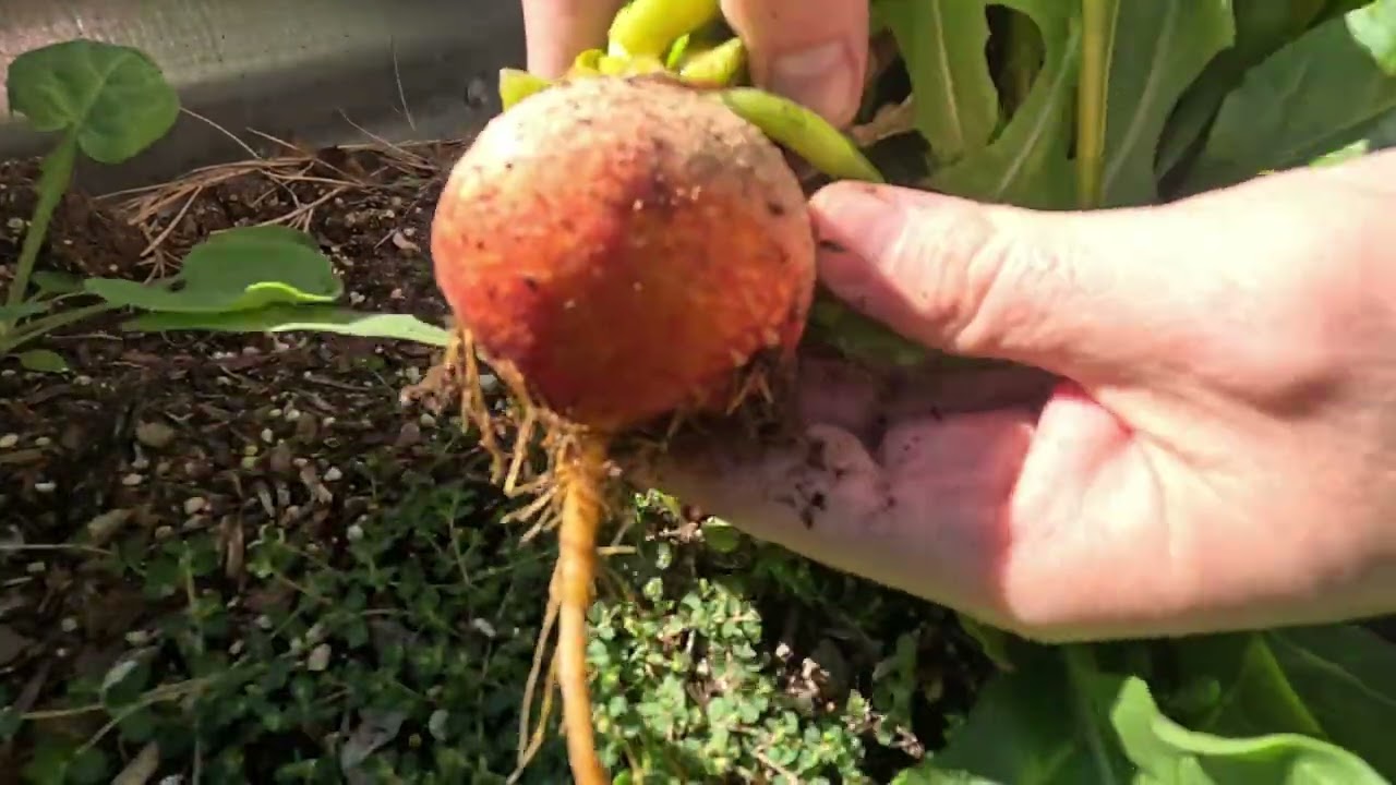 Beet Harvest ASMR