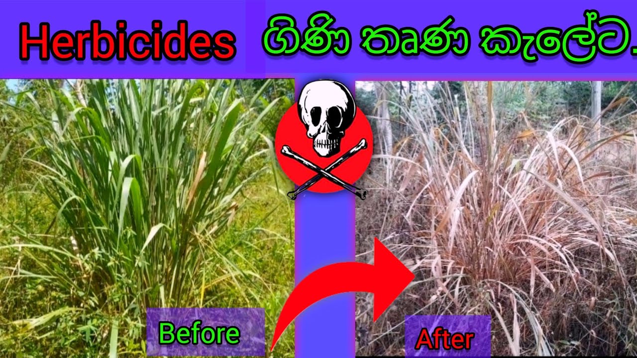 දින 10 න් කැලේ  අවසන්  ☠️ #herbicides වල්නාශක  #farming