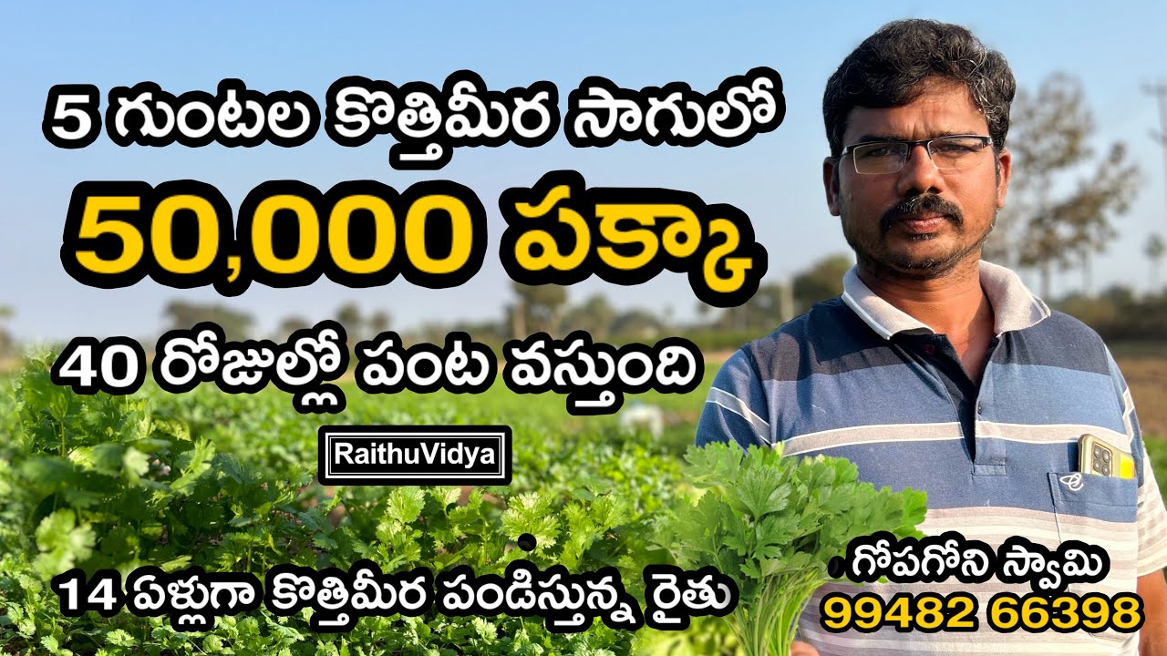 14 ఏళ్లుగా కొత్తిమీర సాగు చేస్తున్న || Coriander farming #viral   #summer  #coriander #agriculture