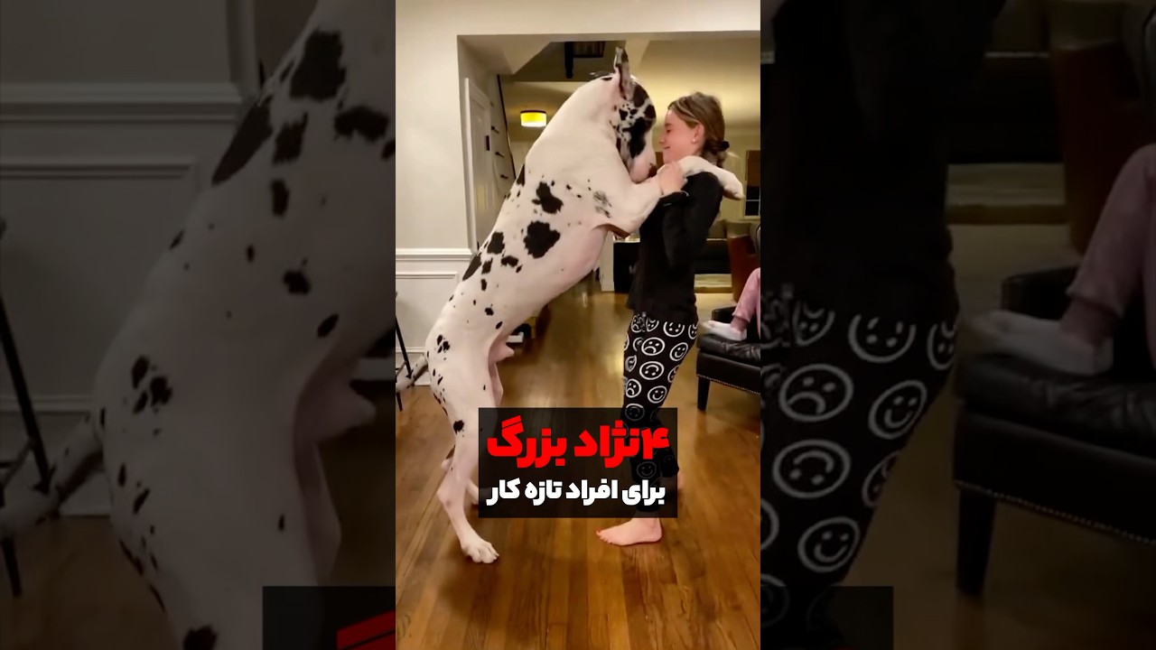4 نژاد سگ برای افراد تازه کار🔥#shorts