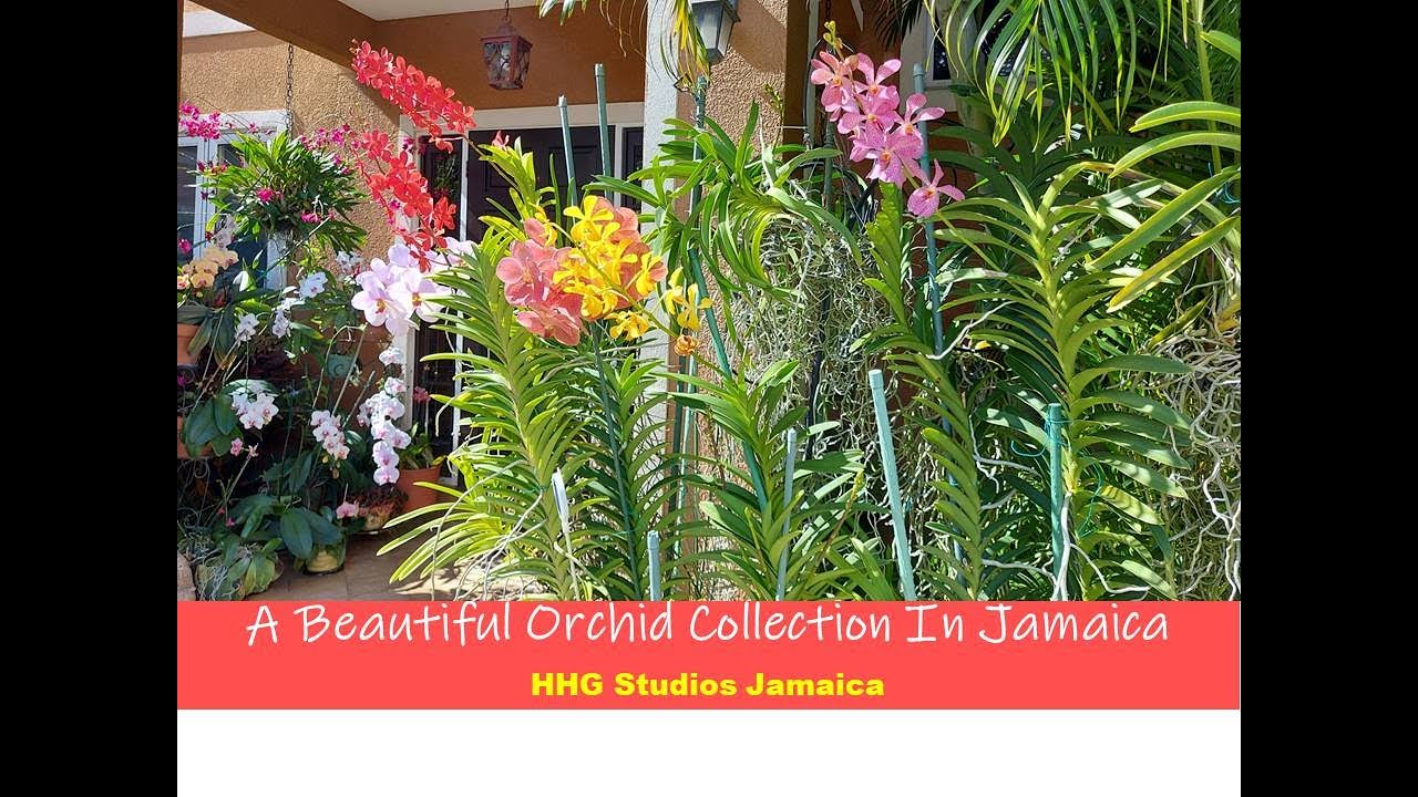 A Beautiful Orchid Collection in Jamaica