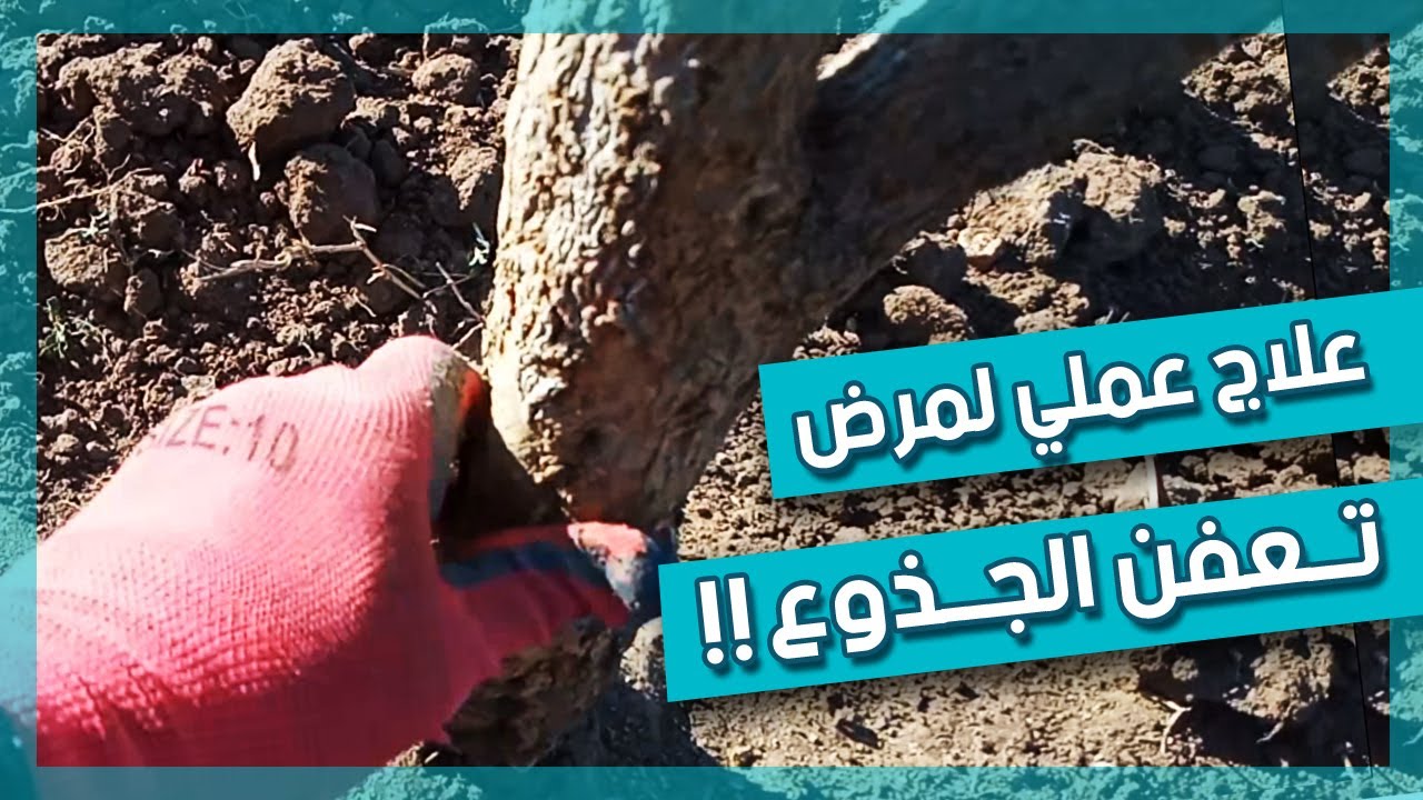 علاج تــعفن جذـوع الاشــجار بطــريقة سهلة ومجربة ! | لايفوتك