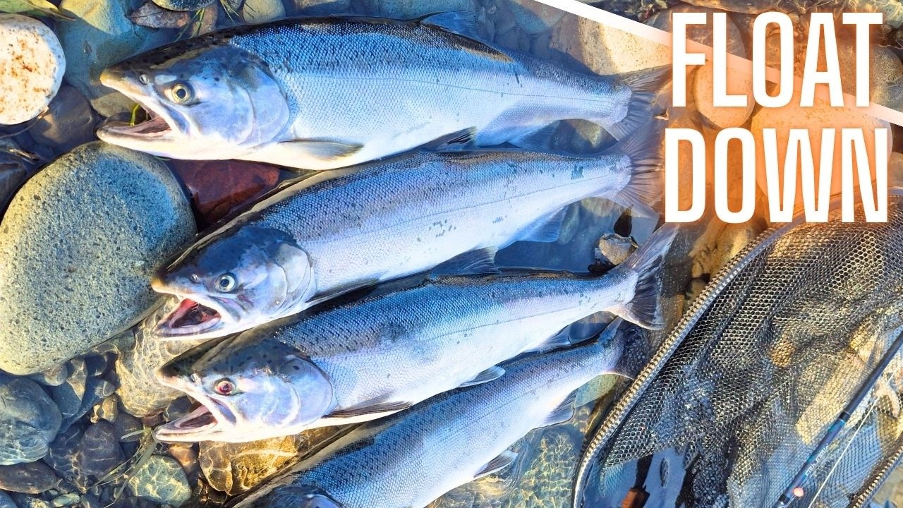 INSANE Vedder River Coho Bite! Float Fishing Roe & Beads (Full Action Video)