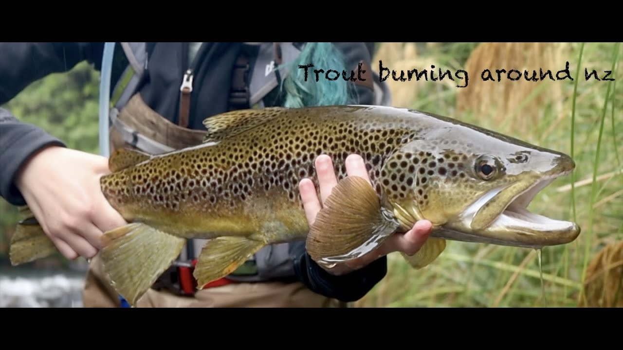 trout bum fly fishing nz