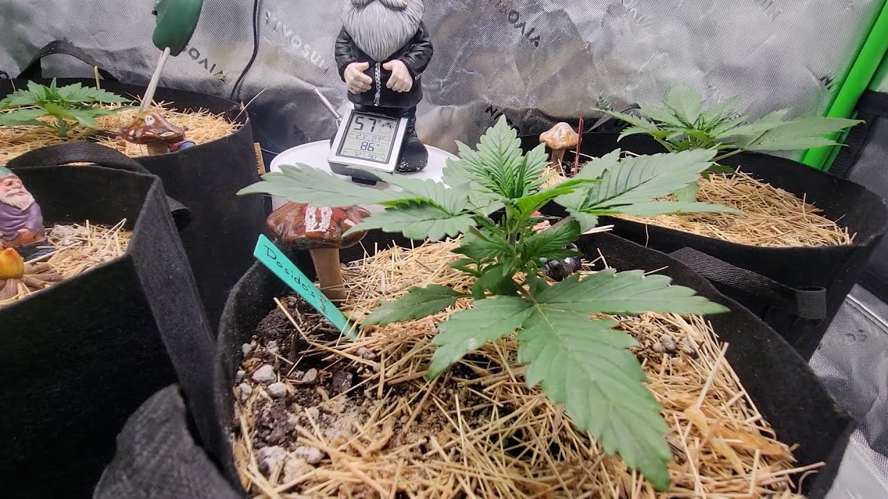 Week 3 of Autoflower Grow