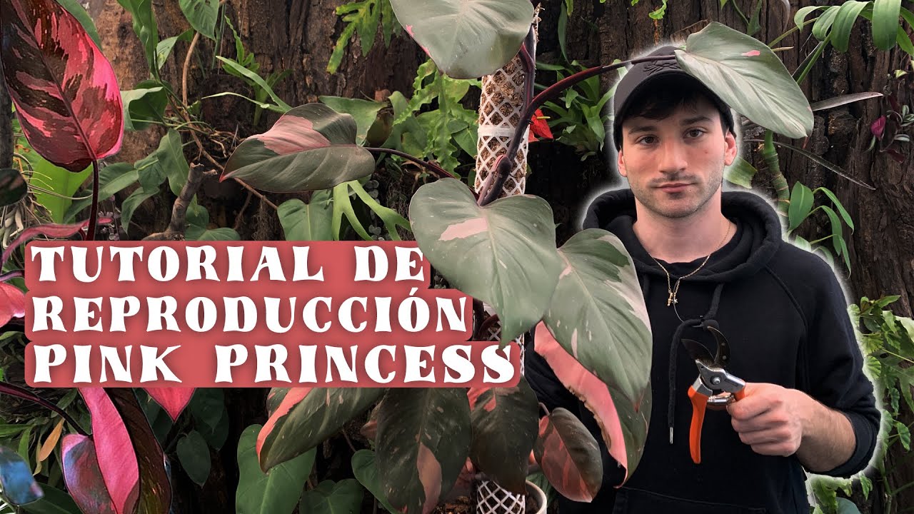 Como reproducir el Philodendron Pink princess, tutorial paso a paso