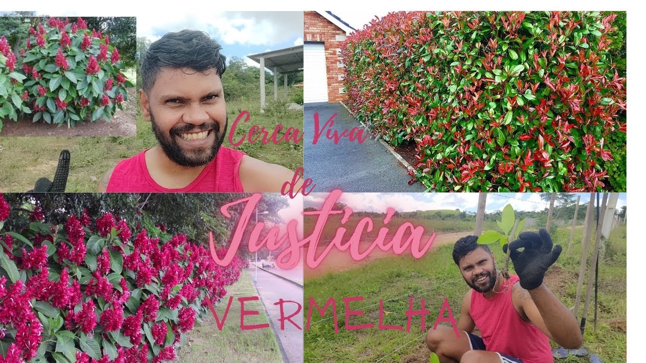 Justicia Vermelha Fazendo cerca vida com capota vermelha #flowers