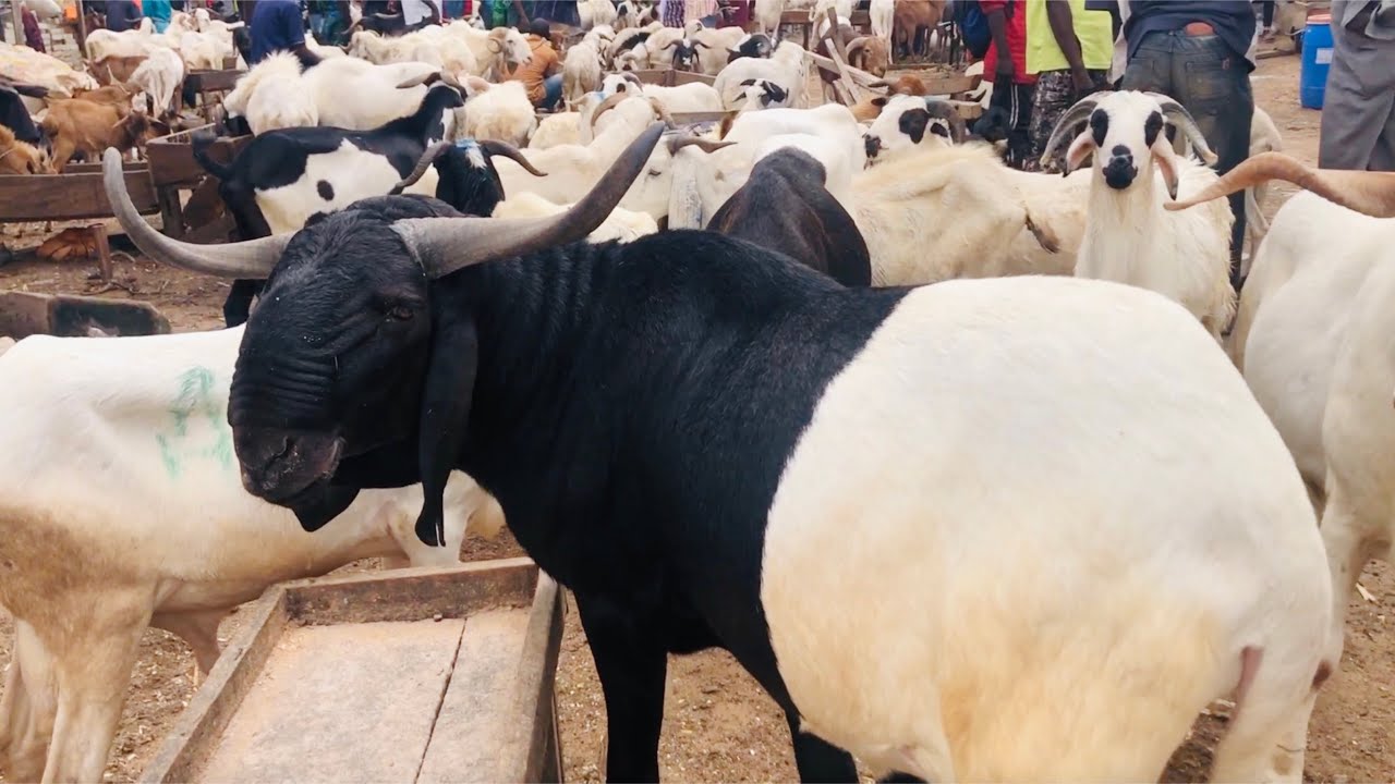 Insane Ram price a day to Sallah Festival In Nigeria Part 1 - Eid al-Adha 2021