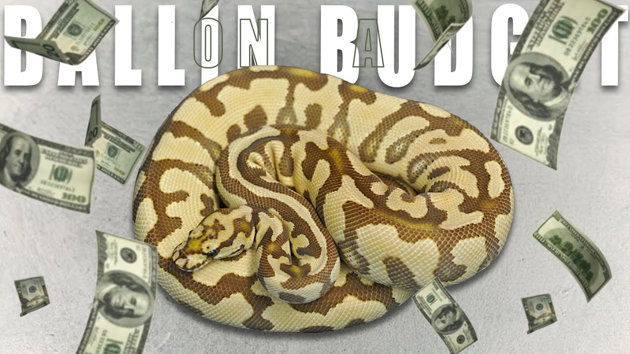 Don't Buy a Monarch Ball Python Without Watching This! - Ballin On a Budget