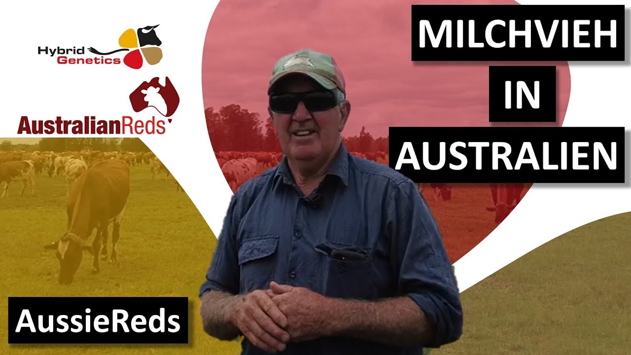 Milchvieh in Australien: leistungs- und exterieurstarke AussieReds. #landwirtschaft #rinderzucht