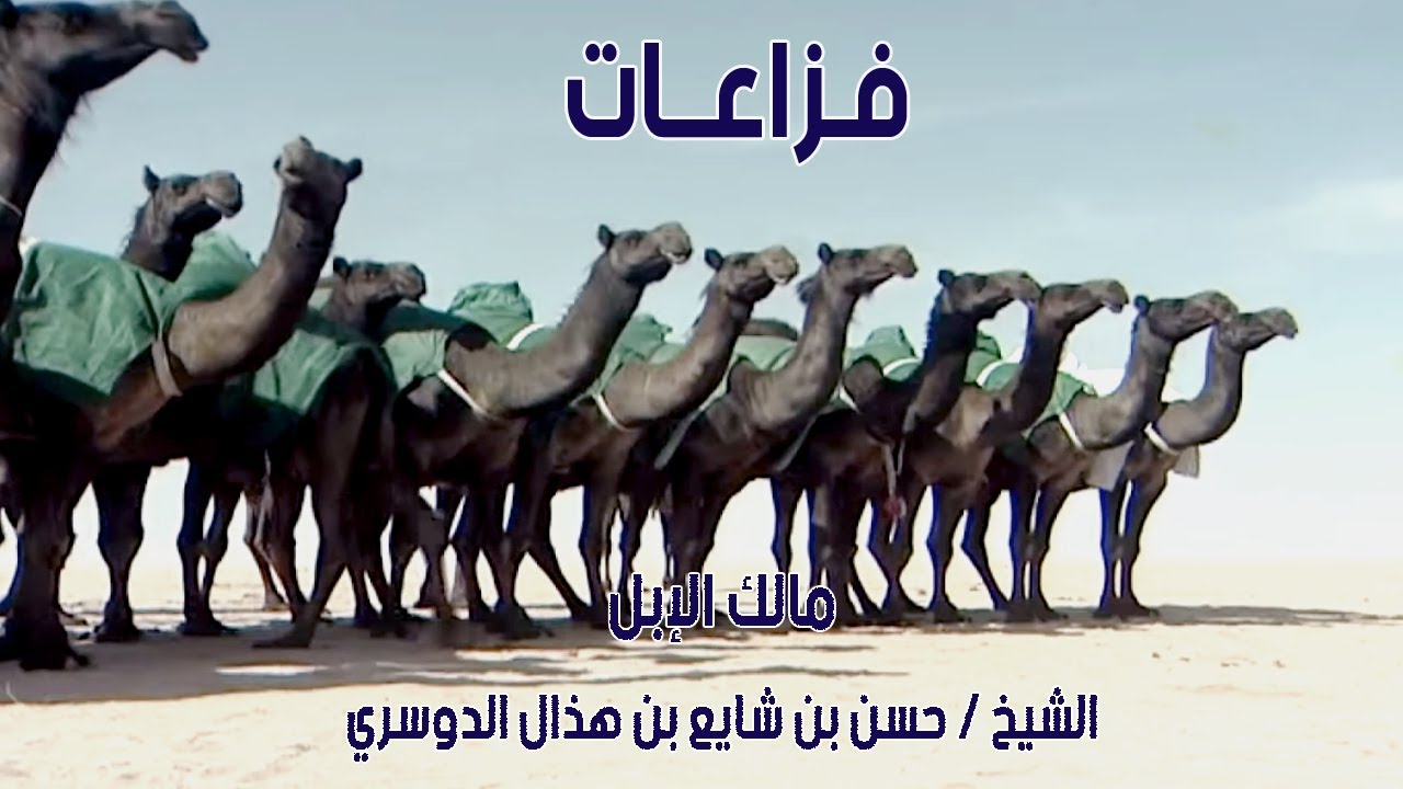 منقية فزاعات | مالك الإبل الشيخ / حسن بن شايع بن هذال الدوسري ( أم رقيبة 2011 م )