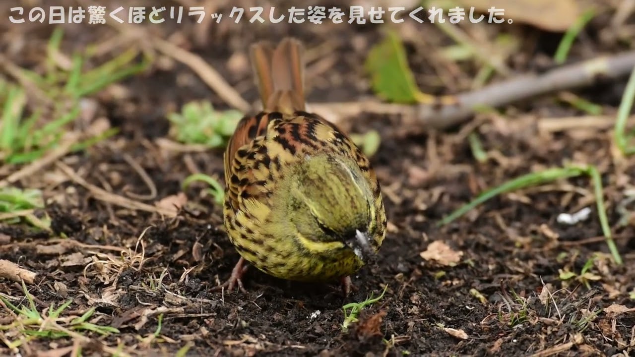 超接写で捉えたアオジのメスの食事、囀り、自然行動(意味深)奇跡の全部入り映像【探鳥】