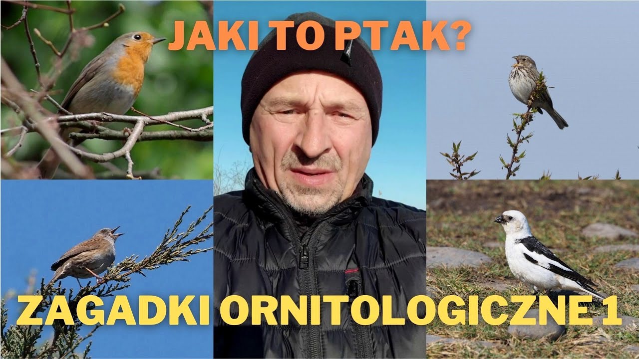 Zagadki ornitologiczne 1. Jaki to ptak?