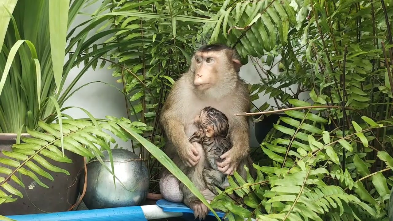 Jk Shaki Shakina Cage ,Pools and Room
