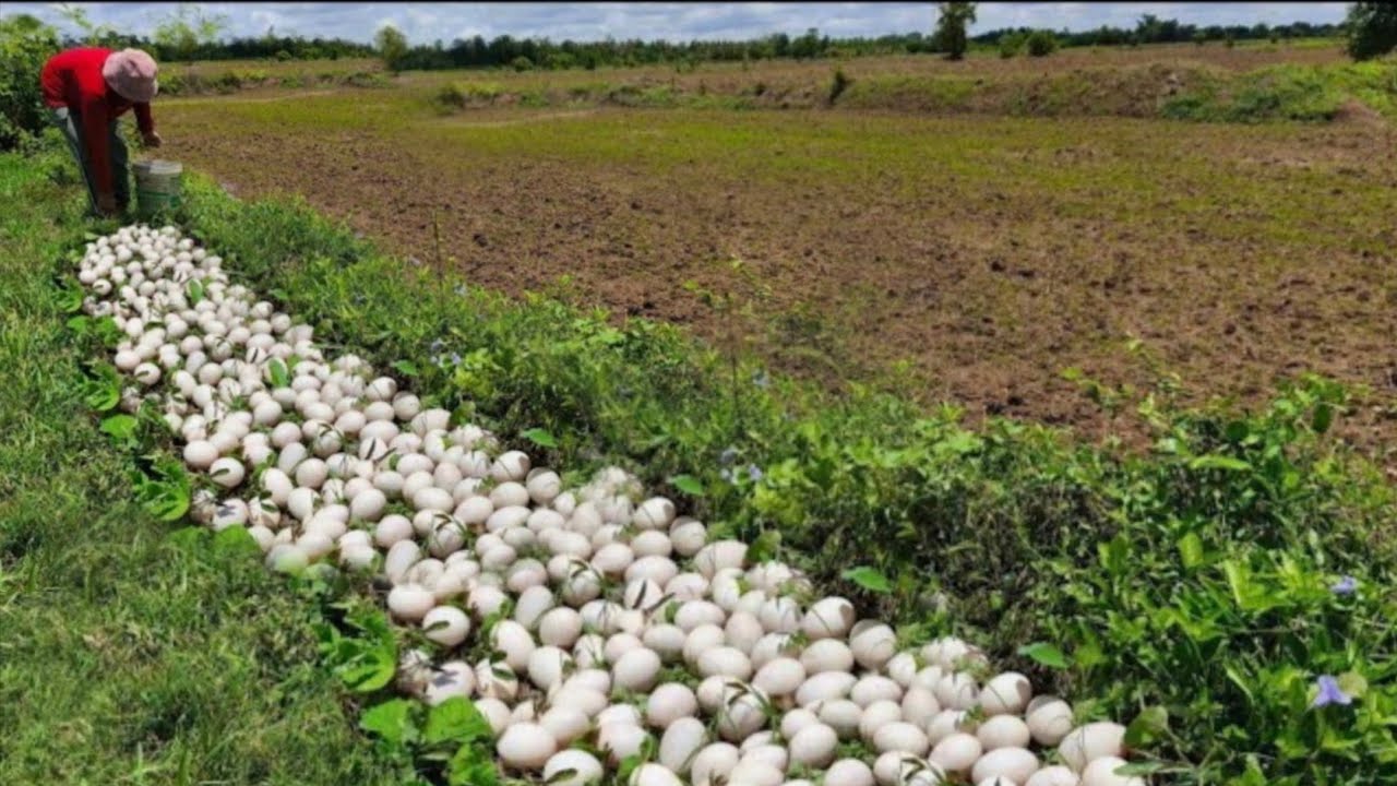 WOW A female fisher either lays eggs on a road near a field where it has rained or lays many eggs.
