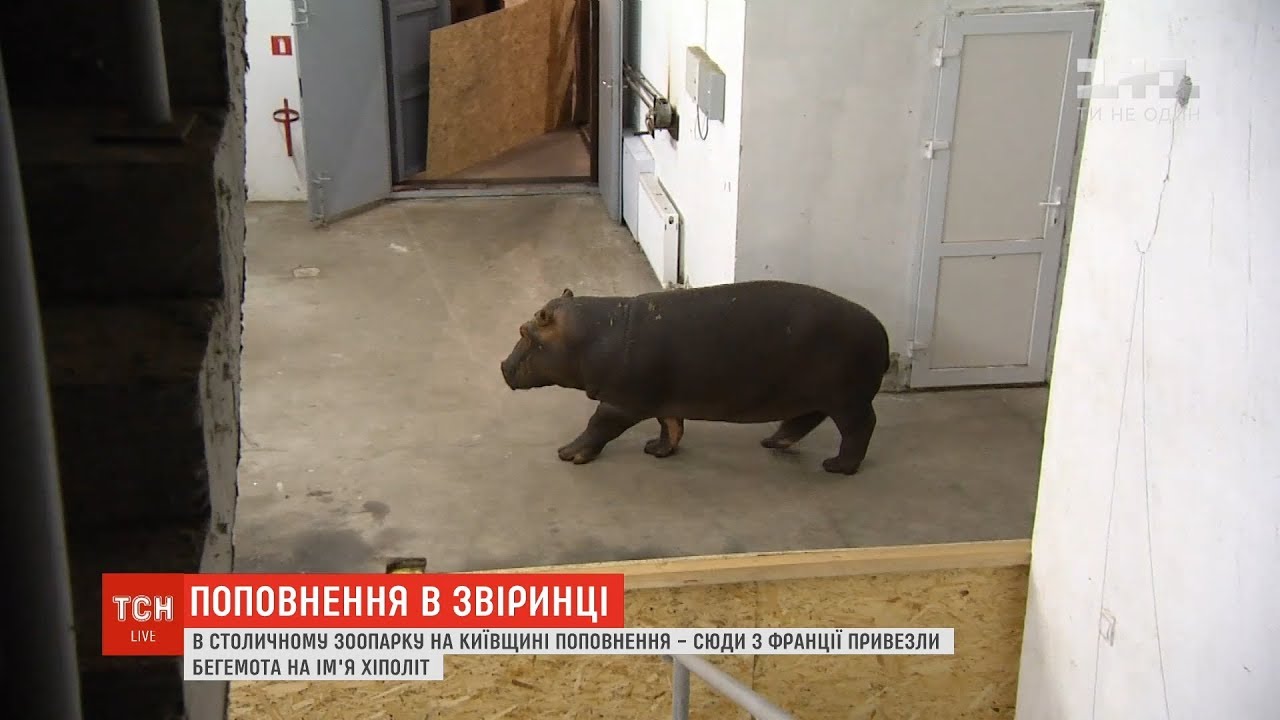 У зоопарку на Київщині поповнення - з Франції привезли бегемота на ім'я Хіполіт