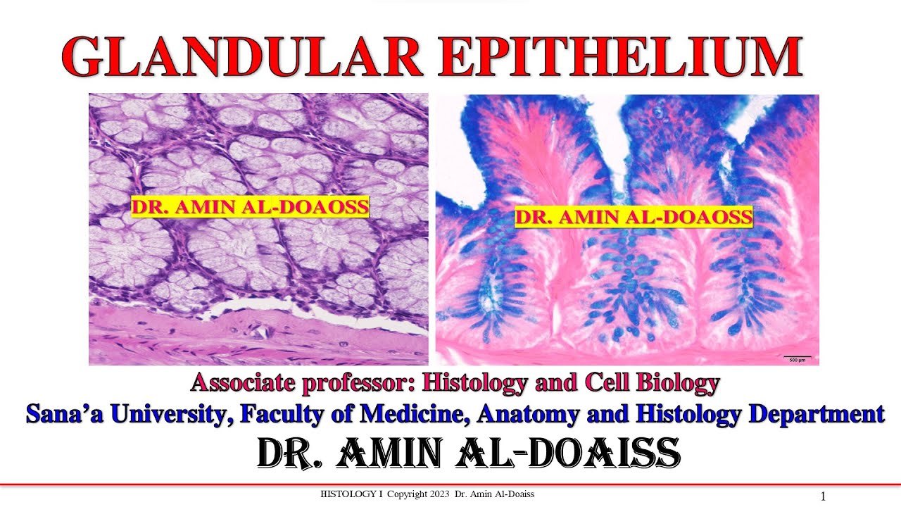 Histology : Lecture-12: Epithelia-4 - Glandular Epithelium (Glands)