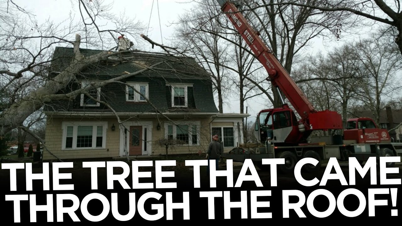 The Tree That Came Through the Roof! (Warren Ohio)