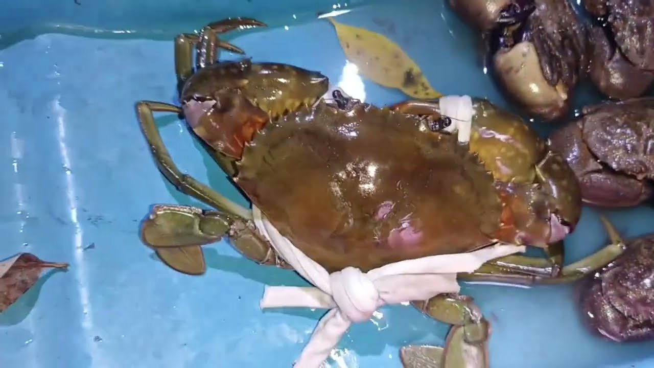 Trúng đậm tại Tân Thành.