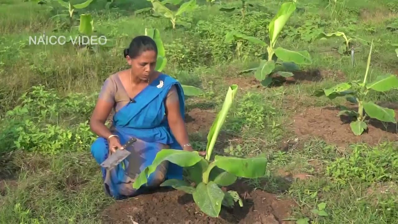 Govibimata ArunaluTVprogram 2022.06.12@6.30 p.m onRupawahini- අපනයනය සදහා කැවෙන්ඩීස් කෙසෙල් වගා කරමු