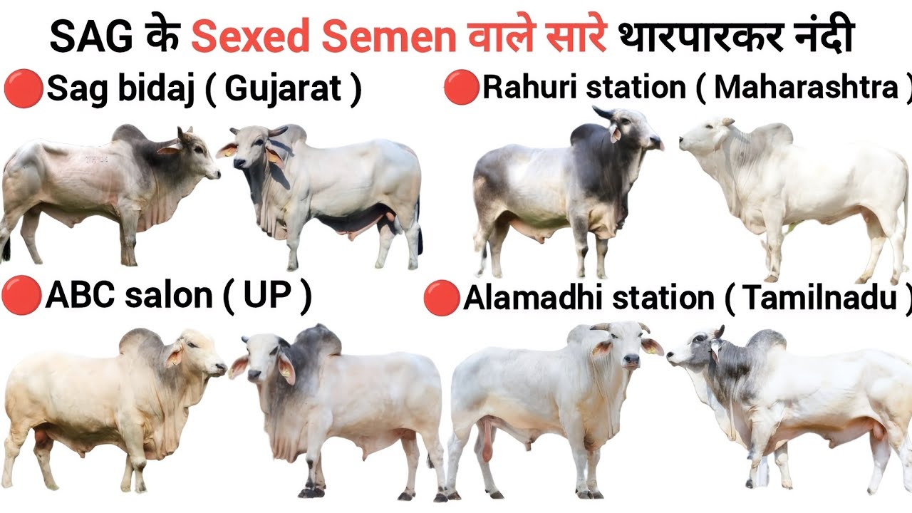 sag के sexed semen वाले सारे tharparkar bull🔥|best tharparkar bull | sag bidaj | abc salon raebareli