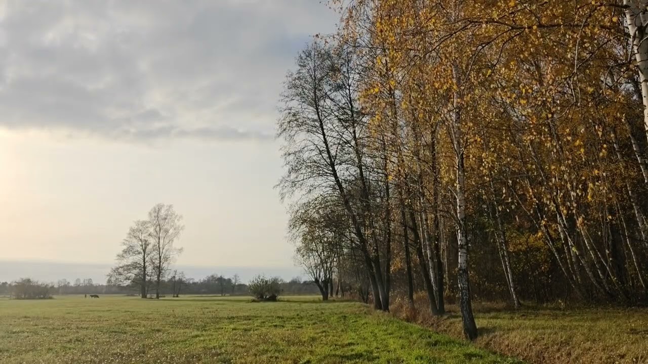 Shivering Birch Leaves in November Wind – Calm Mazovia Scene