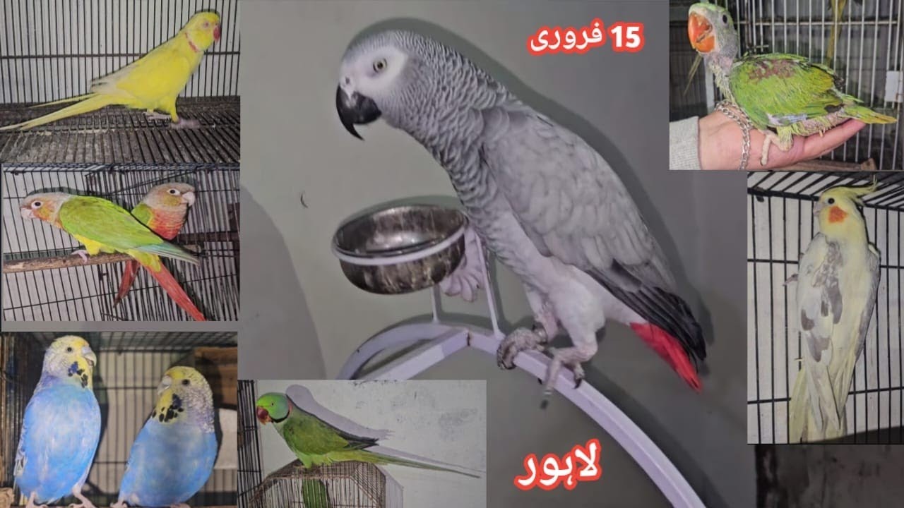 Lahore Sunday Birds Market | Itwar Birds Bazar Lahore | Sasty Chicks Lahore 