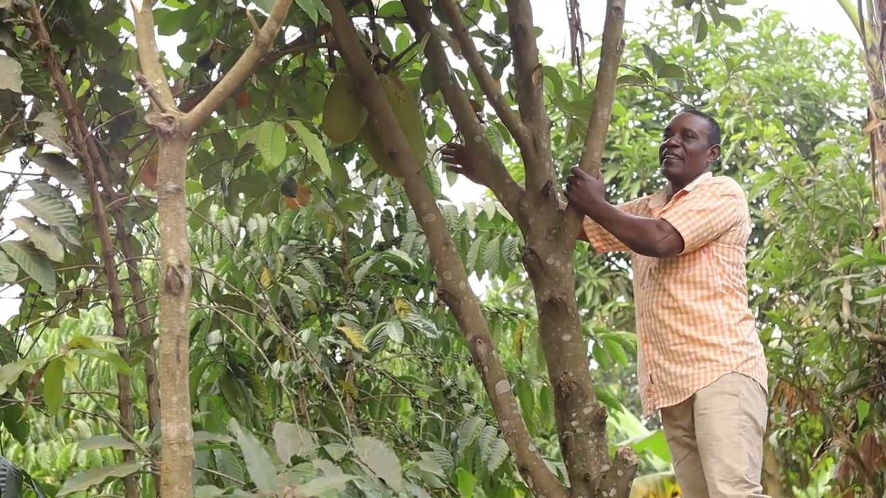 Mulching/ Okulabiira Emwanyi enkulu.