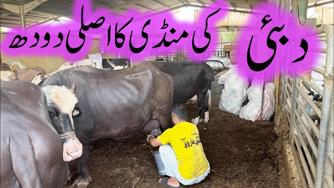 Cattle Market Fresh Milk in Dubai 🐄🥛🇦🇪Cow aur Buffalo ka Desi aur Organic Doodh –Cattle Market Duba