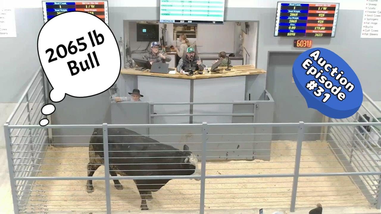 Bulls, Cull Cows & Fat Steer  Auction on 12/30/2025