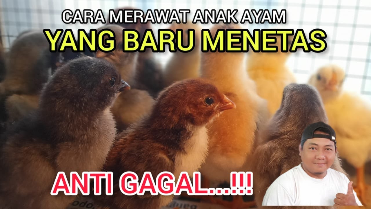 CARA MERAWAT ANAK AYAM SETELAH MENETAS @PETERNAK AYAM KAMPUNG 22 #anakayam #ayamsehat