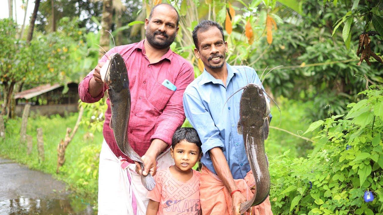 GIANT CAT FISH CURRY | ഭീകരൻ മുഷി കറിയും കപ്പയും