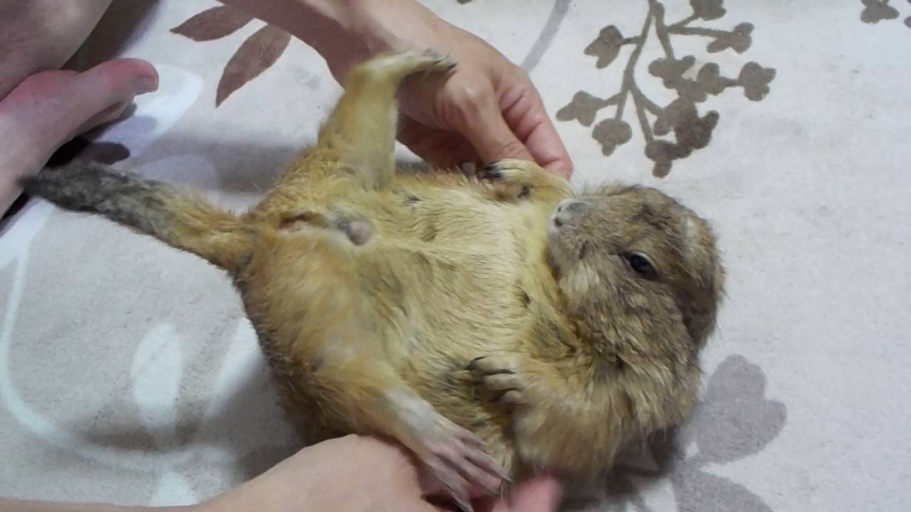 15 V字開脚でマッサージを受けるももすけ（プレーリードッグ）