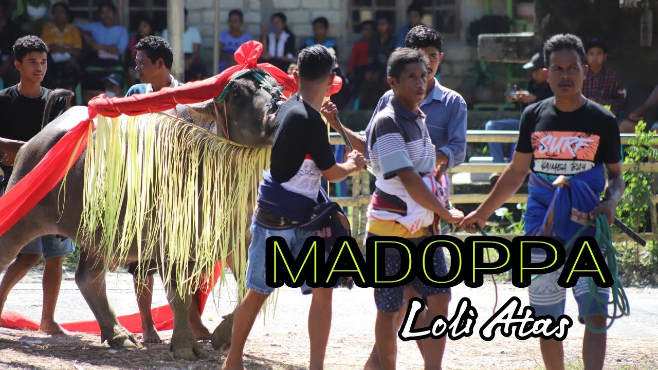Rombongan kedde kerbau bertanduk panjang Madoppa kalimbukuni