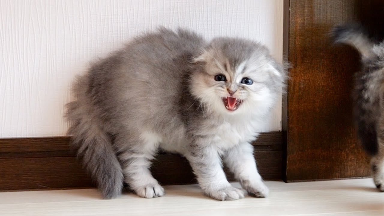 When I gave my kitten a present for the first time, he was intimidated.