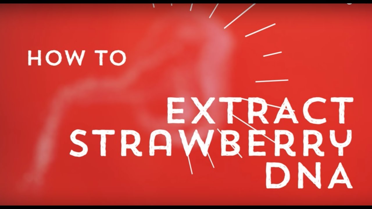 How to Extract DNA from Strawberries