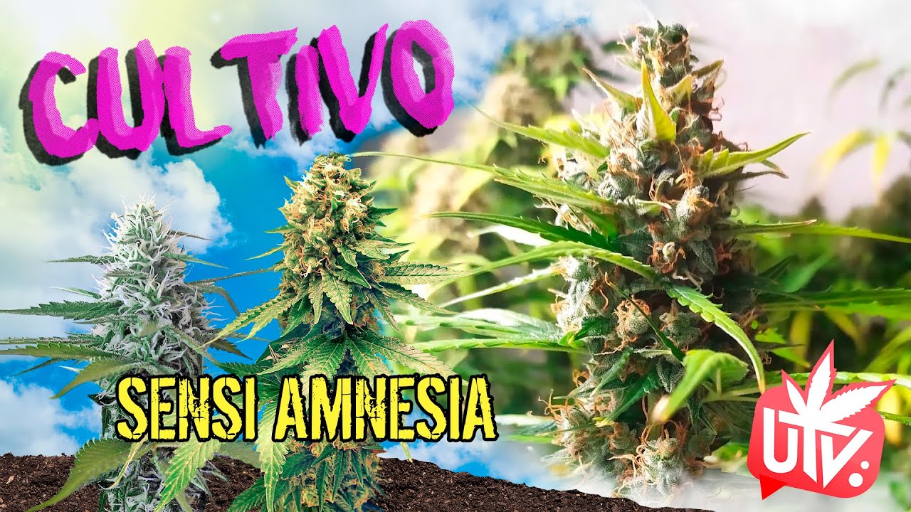 SENSI AMNESIA ☘ Gen&eacute;ticas de c4nn4bis