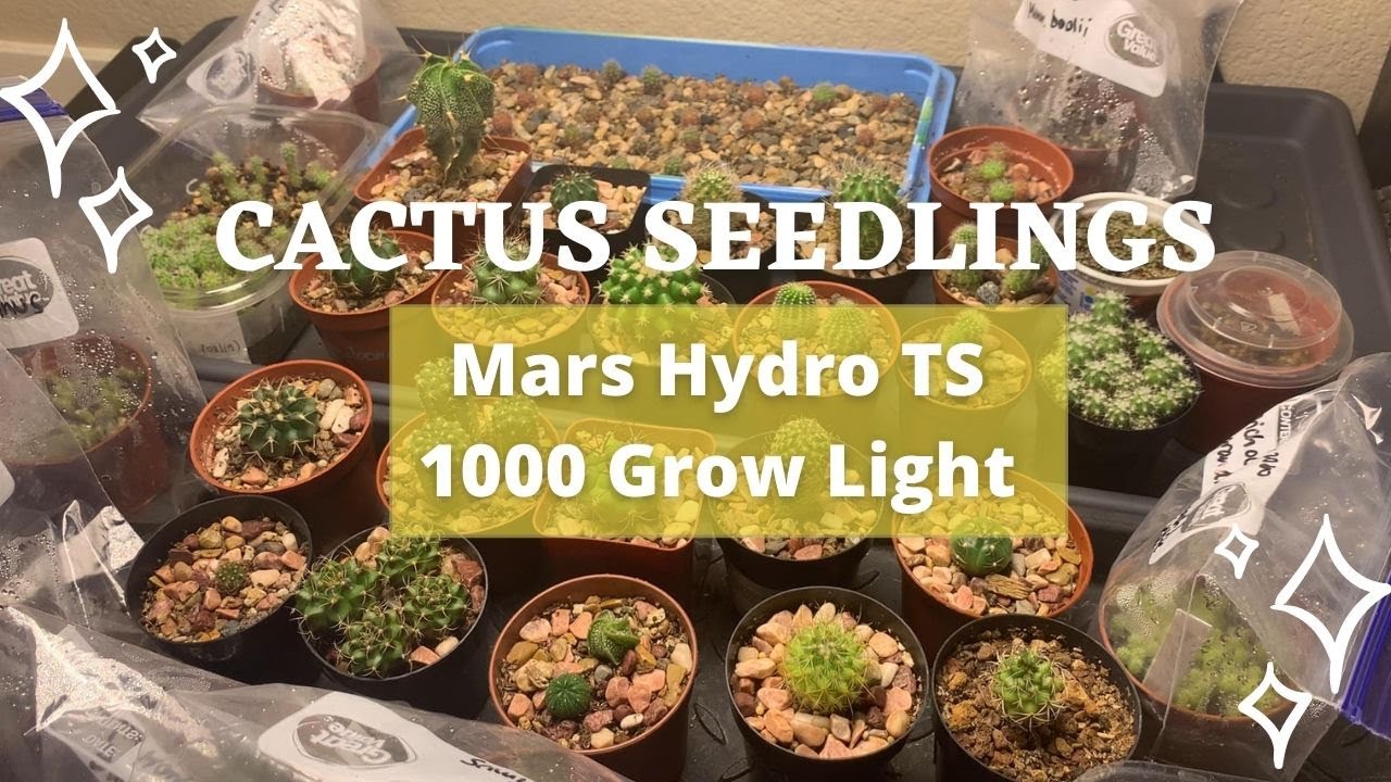 Cactus Seedlings under the Mars Hydro TS1000 Grow Light