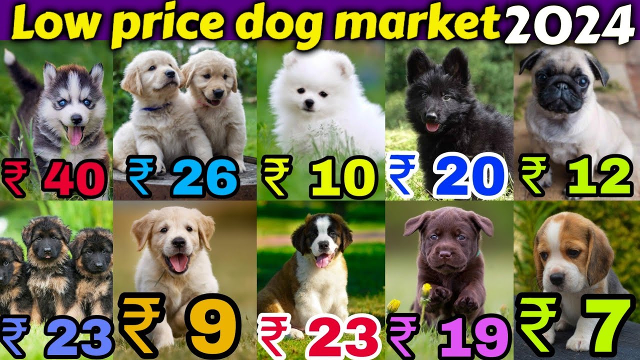₹10, ₹20, ₹50 Cheapest Dog Market in India! 🐶+ Free Home Delivery 🏡🚚 Lab,Pom,Gsd,Rott,husky,Beagle