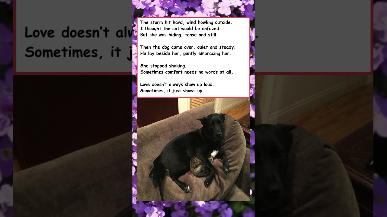 Dog Shows Cat Pure Love ❤️ #wholesome #cat #dog