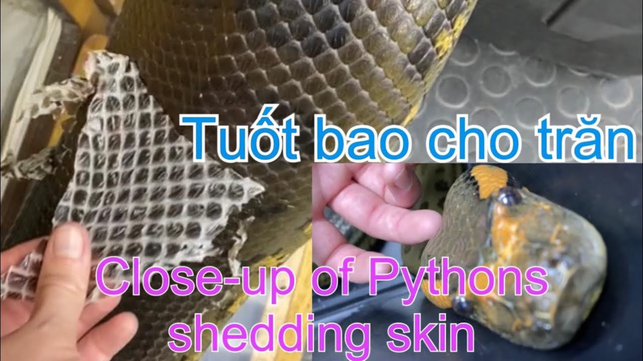 Cận cảnh trăn lột da /Tuốt bao cho trăn / Close-up of Pythons shedding skin / Nuôi trăn #pythonsnake
