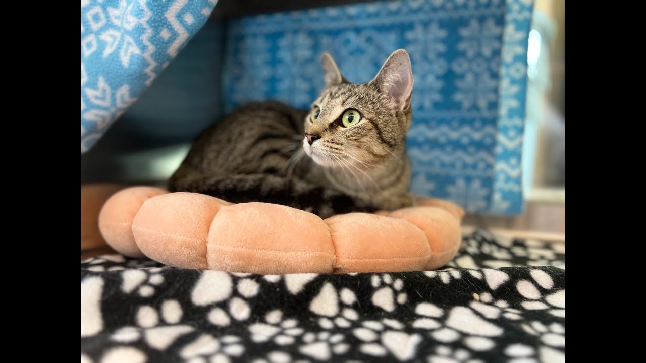 Calypso - Adoptable Cat at Brown County Humane Society